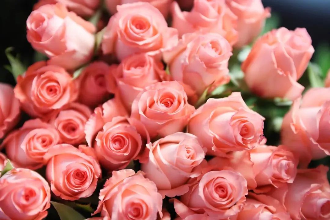 這里“繁花”綻放，“南山花谷”開啟浪漫新春