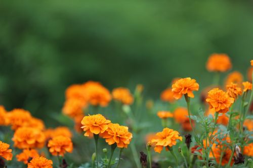 武漢體育中心的顏值(圖4) 武漢體育中心的顏值(圖4)