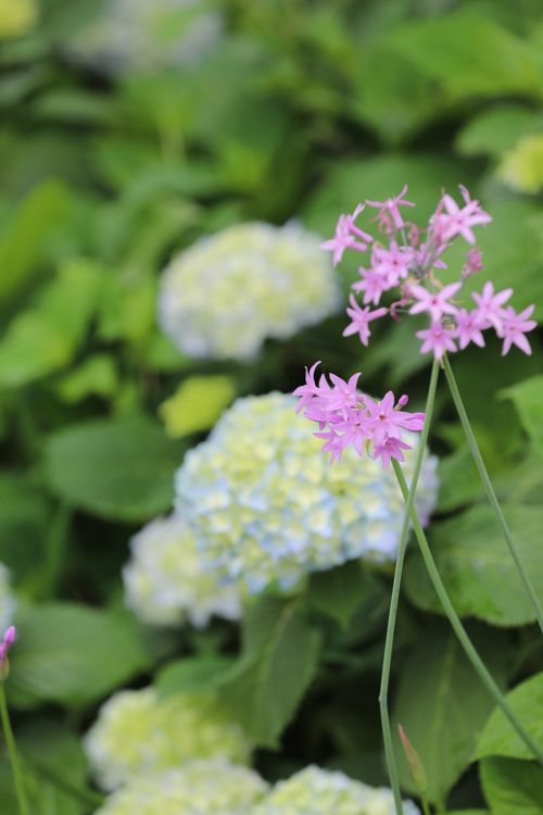 武漢體育中心的顏值(圖11) 武漢體育中心的顏值(圖11)